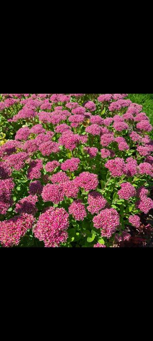 Rozchodnik okazały kwiaty byliny wieloletnie