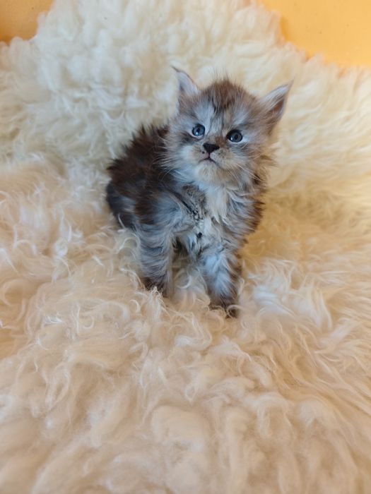 Cudowny kocurek Maine Coon