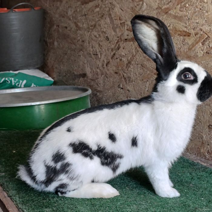 Samczyk Olbrzym Srokacz Czarny z rodowodem .