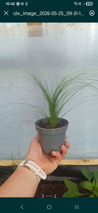 Ostnica cieniutkia 'Pony tail '