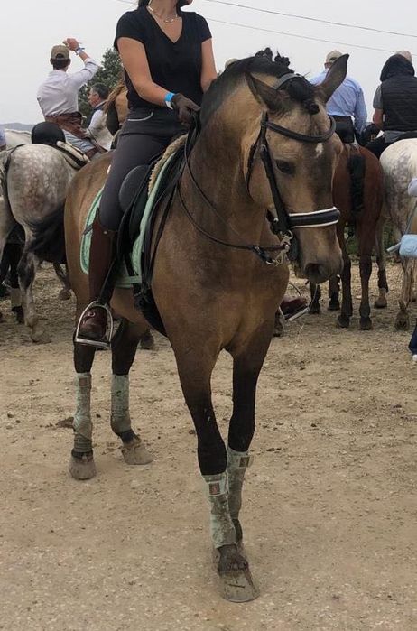 Cavalo baio, livro verde