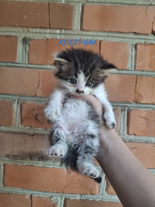 Даруємо  котиків