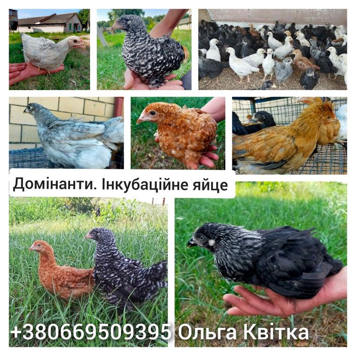 М'ясо-яєчка Несучка Домінанти Бройлер