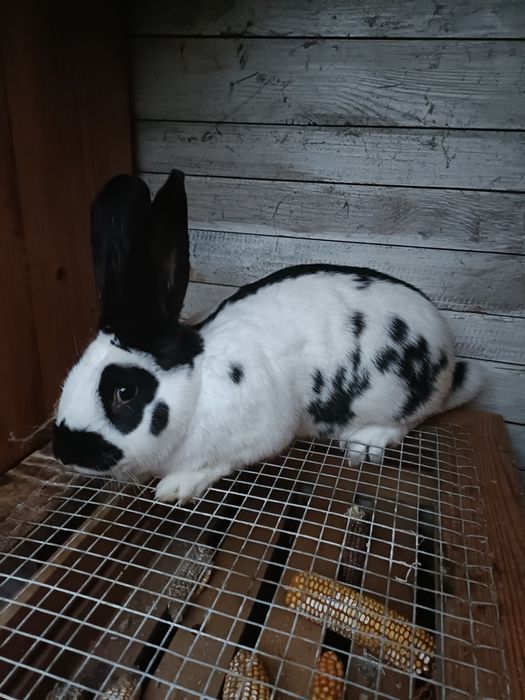 Samiec Srokacz Niemiecki