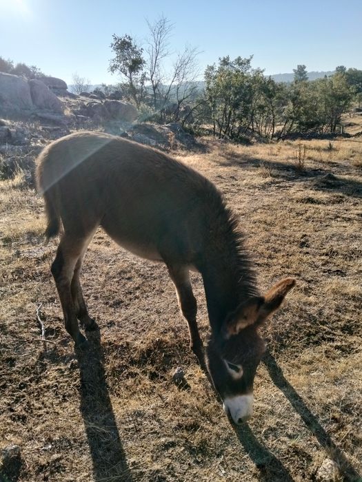 Burreco extremamente dócil