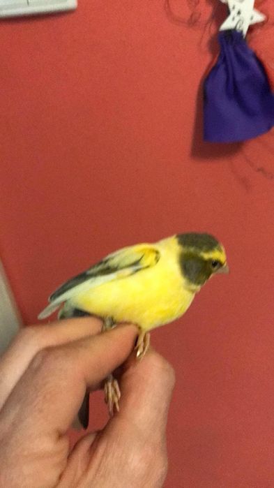 Sprzedam kanarki timbradory