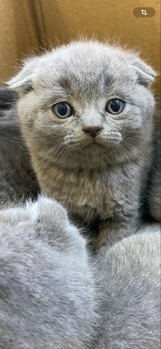 Шотланський красунчик хлопчик