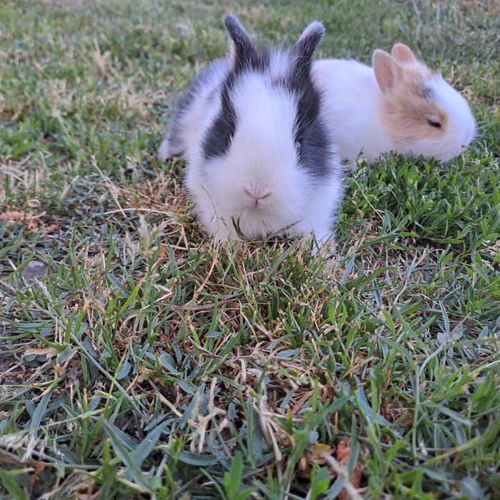 Sprzedam króliczki miniaturki