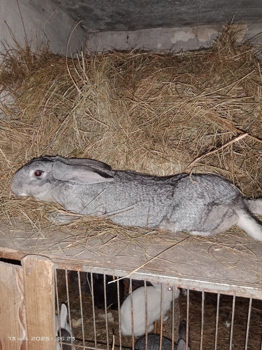 Продам кролів різного віку