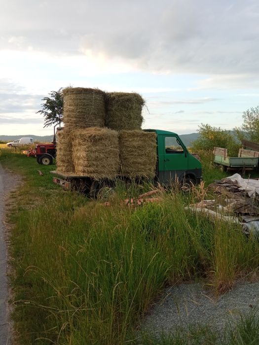 Siano 2025 kostki i bele