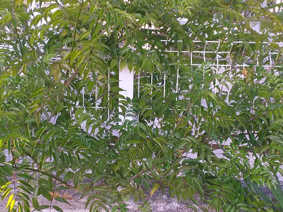 Plantas trepadeiras sete-léguas flor rosa