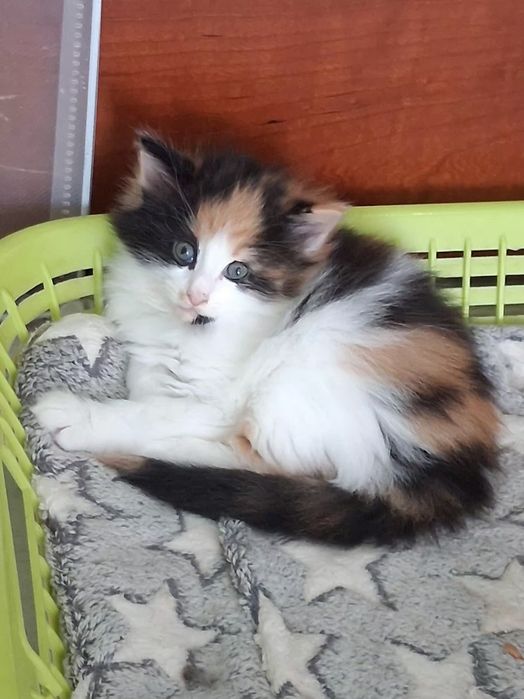 Gatinha Bosques da Noruega com lop