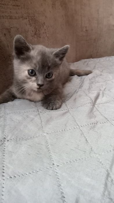 Кошенята безкоштовно