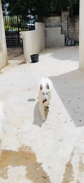 pastor branco suíço macho