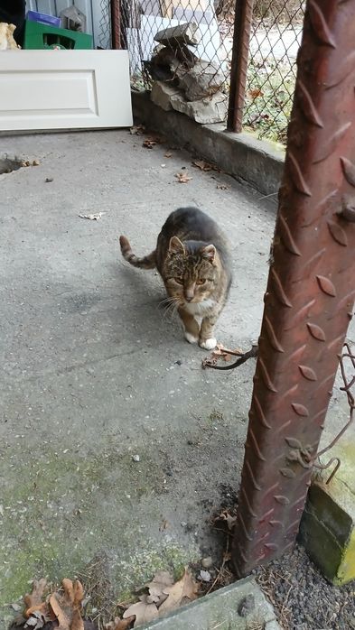 Kot szary do adopcji