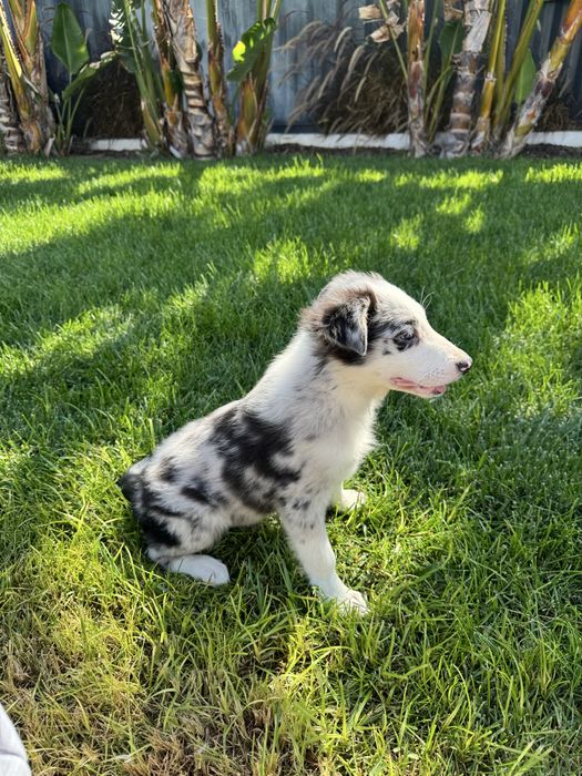 Border Collie Macho Merle
