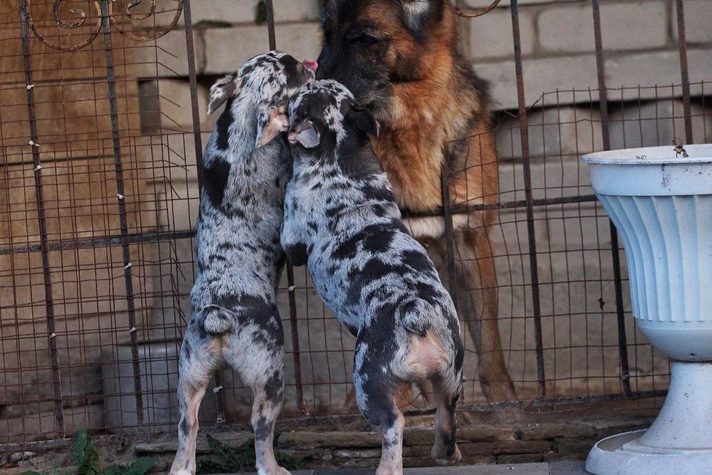 Девочка с разными глазами.