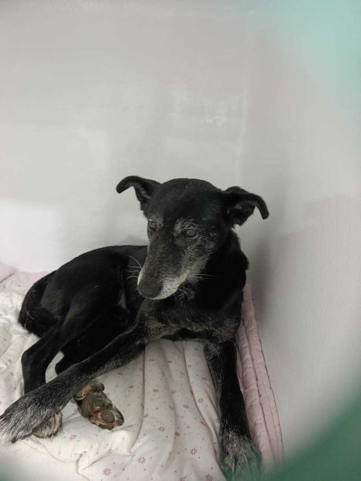 Cão macho para adoção responsável