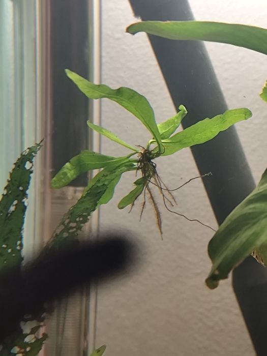 Fetos de Java e anubias