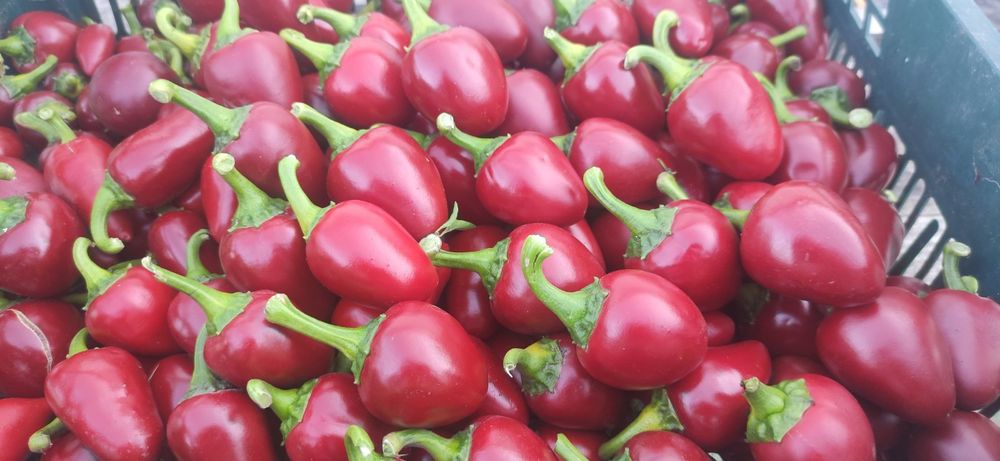 Насіння гострого перцю чилі "Лола"