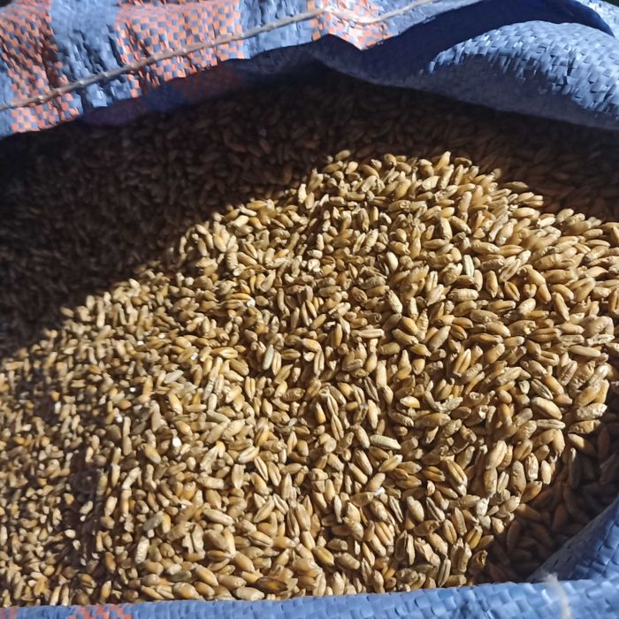 Pszenżyto ozime Rotondo