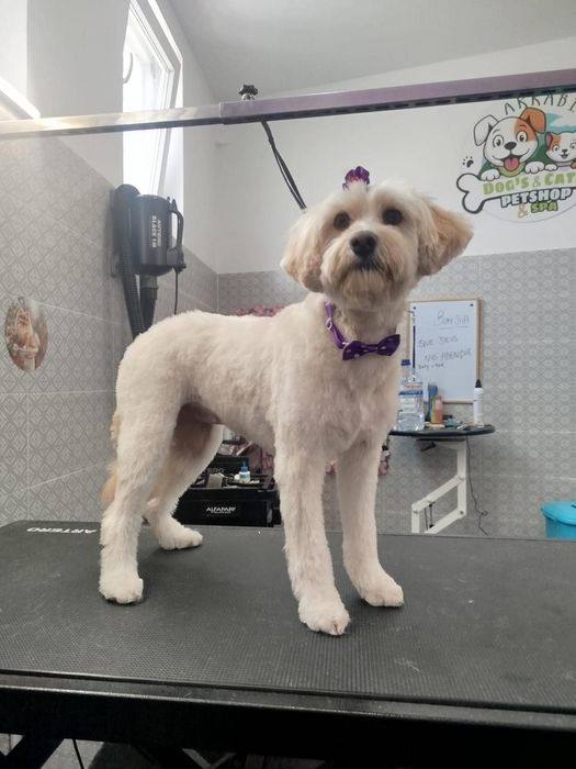 Tosquias e banhocas Arrábida Dog's Cats