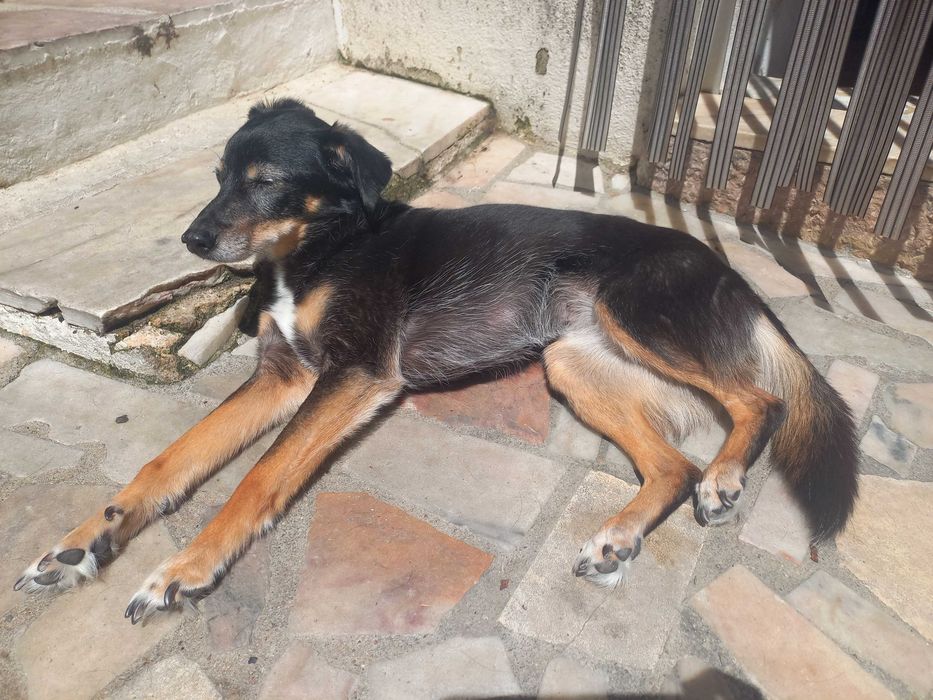 Estadia familiar para cães
