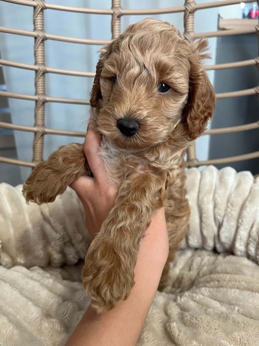 Sprzedam pieska maltipoo
