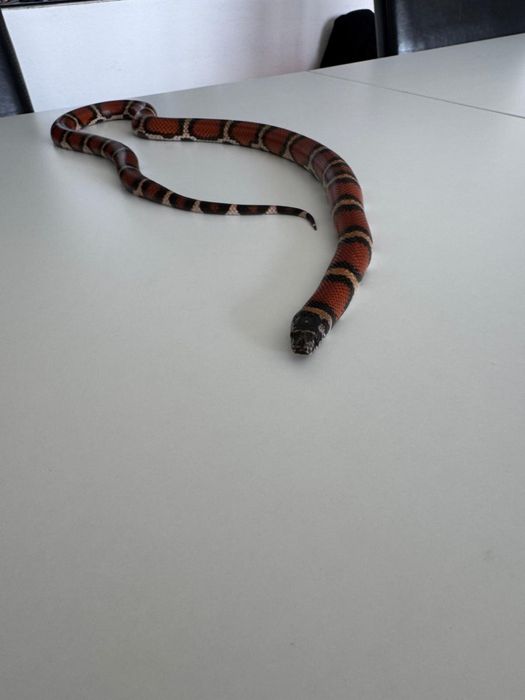 Lampropeltis wąż Lancetogłów mleczny 2022