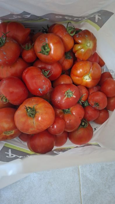 Vendo tomates caseiros