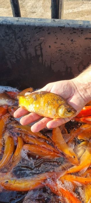 Narybek I kroczek karpia