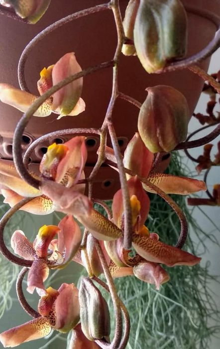 Vendo Orquídea Gongora galeata