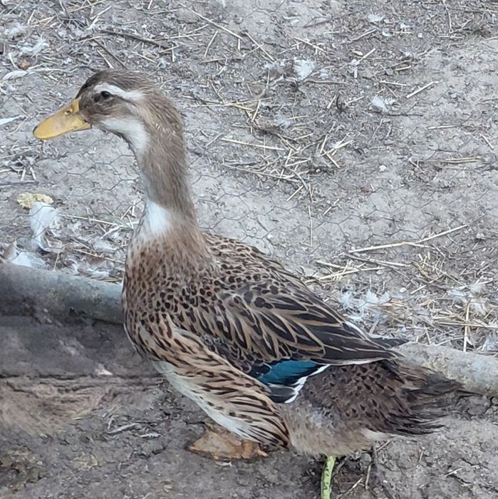 Patos rouen em mudança de pena (1 casal disponivel)