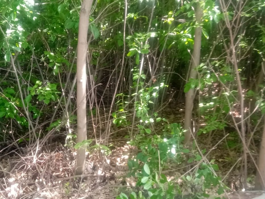 Зачистка ділянок та зріз аварійних дерев