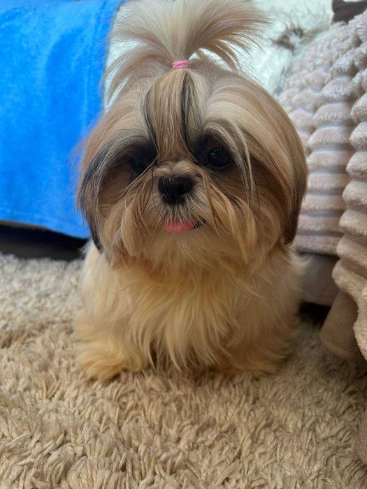 Неймовірна красуня ши тцу КСУ у найкращі ручки буде дрібненька