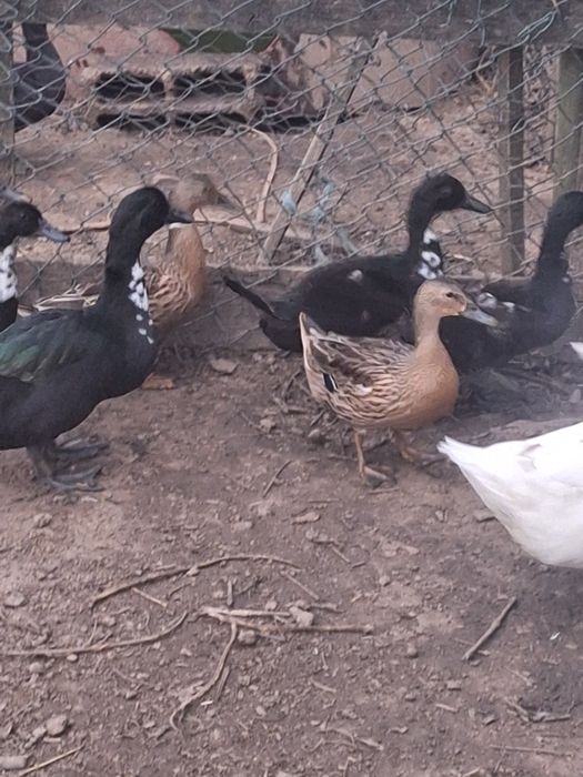 Patos de várias raças
