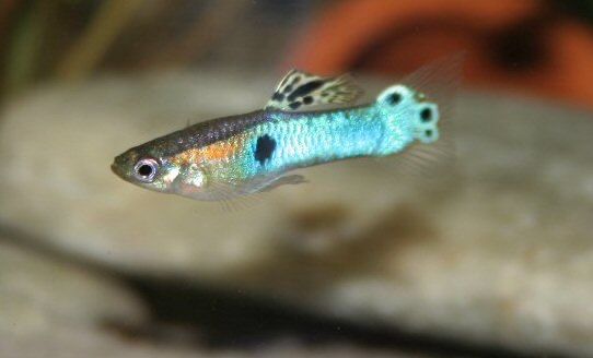 Guppies saudáveis criados em ambiente caseiro