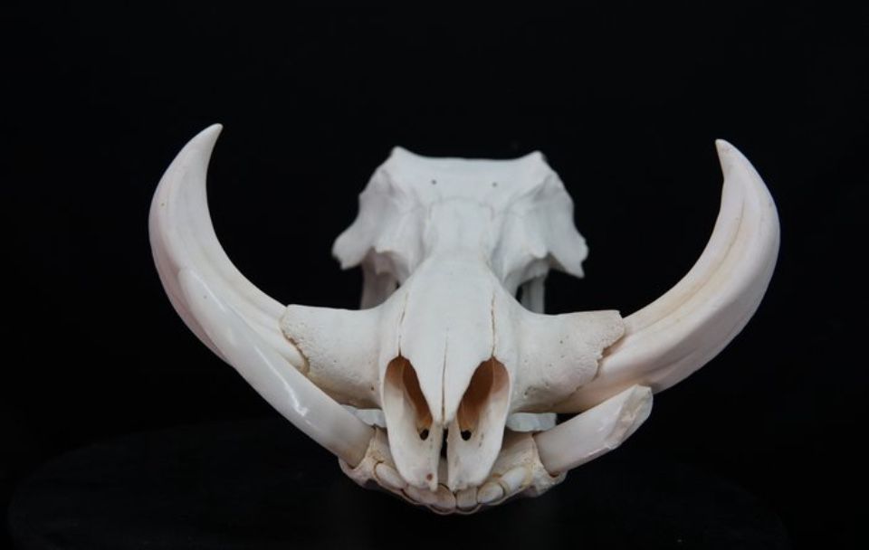 Crânio Javali Africano