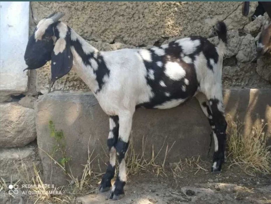 Нубійські кози різної масті