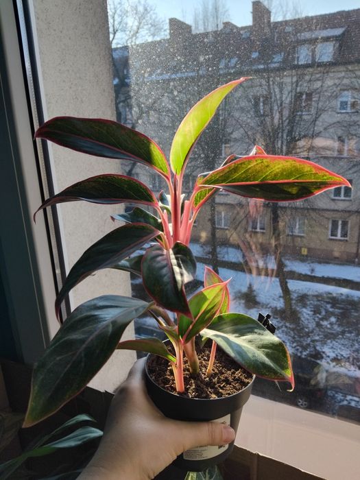 Аглаонема Jungle Red 35 cm