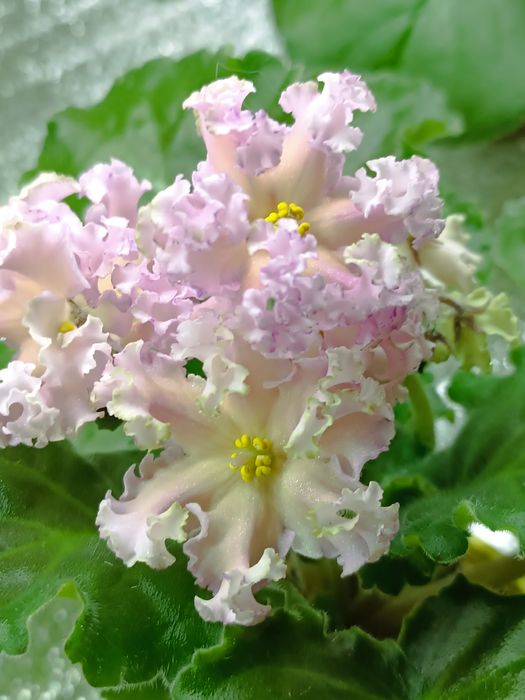 Пропоную свіжо зрізані листочки сортових фіалок з фото та інші сорти.