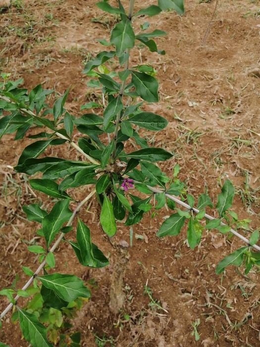 Plantas goji bio aceito novas encomendas 2025