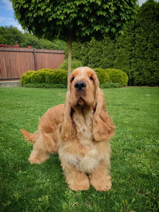 Cocker Spaniel Angielski