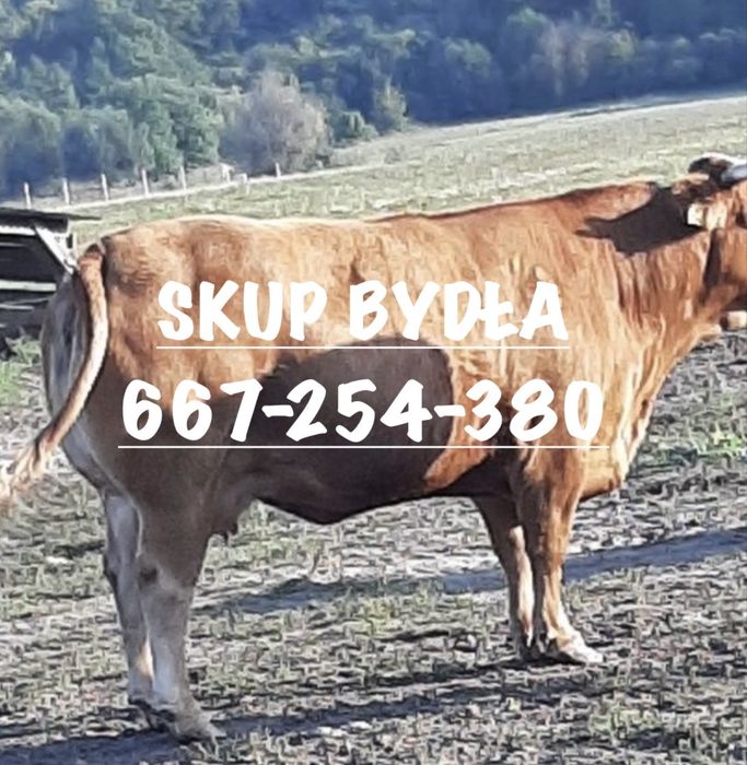 Byki krowy jałówki