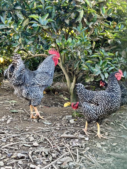 Ovos Galinha Pedrês Portuguesa