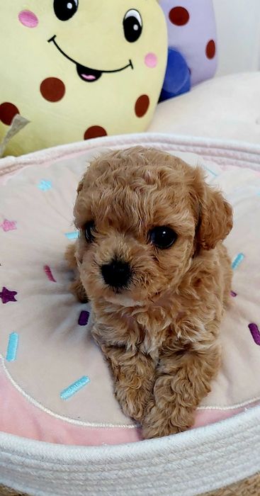Maltipoo chłopczyk xxs Leo