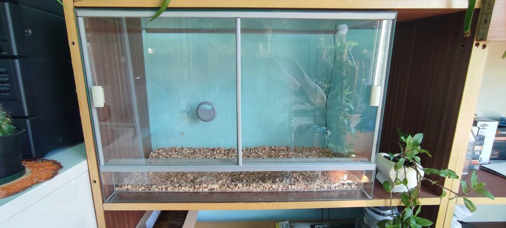 Terrarium wąż pająk agawa