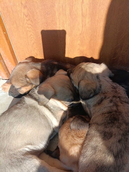 Цуцики віддам безкоштовно