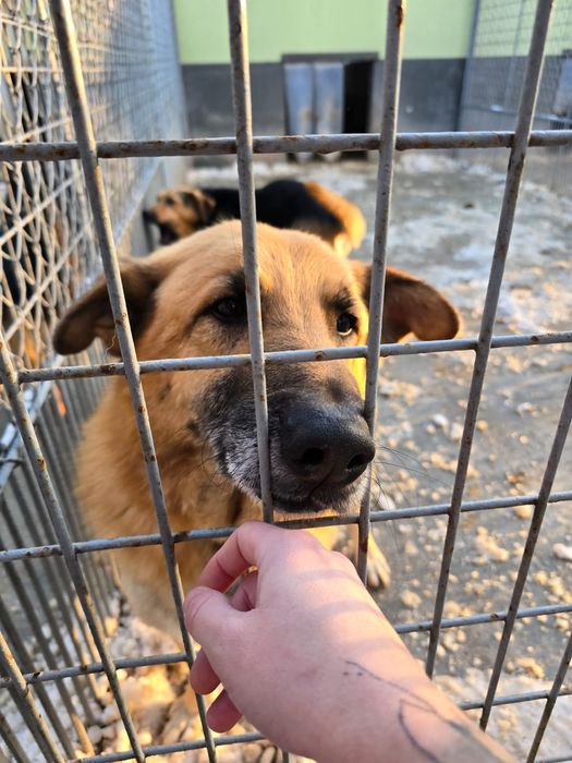 Maluchy zamarzają! Uratuj je z lodowatego betonu. Domy tymczasowe!