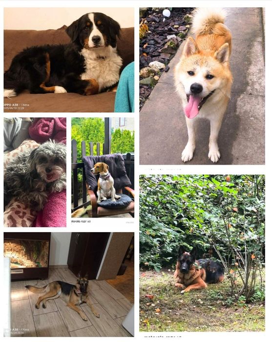 Hotel dla zwierząt Opieka nad psem kotem